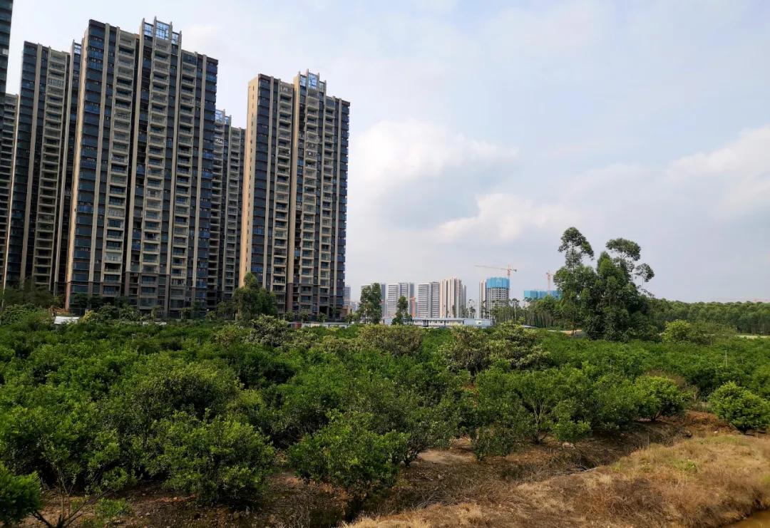 新城控股最新公告解读，获取与理解公告内容的步骤指南