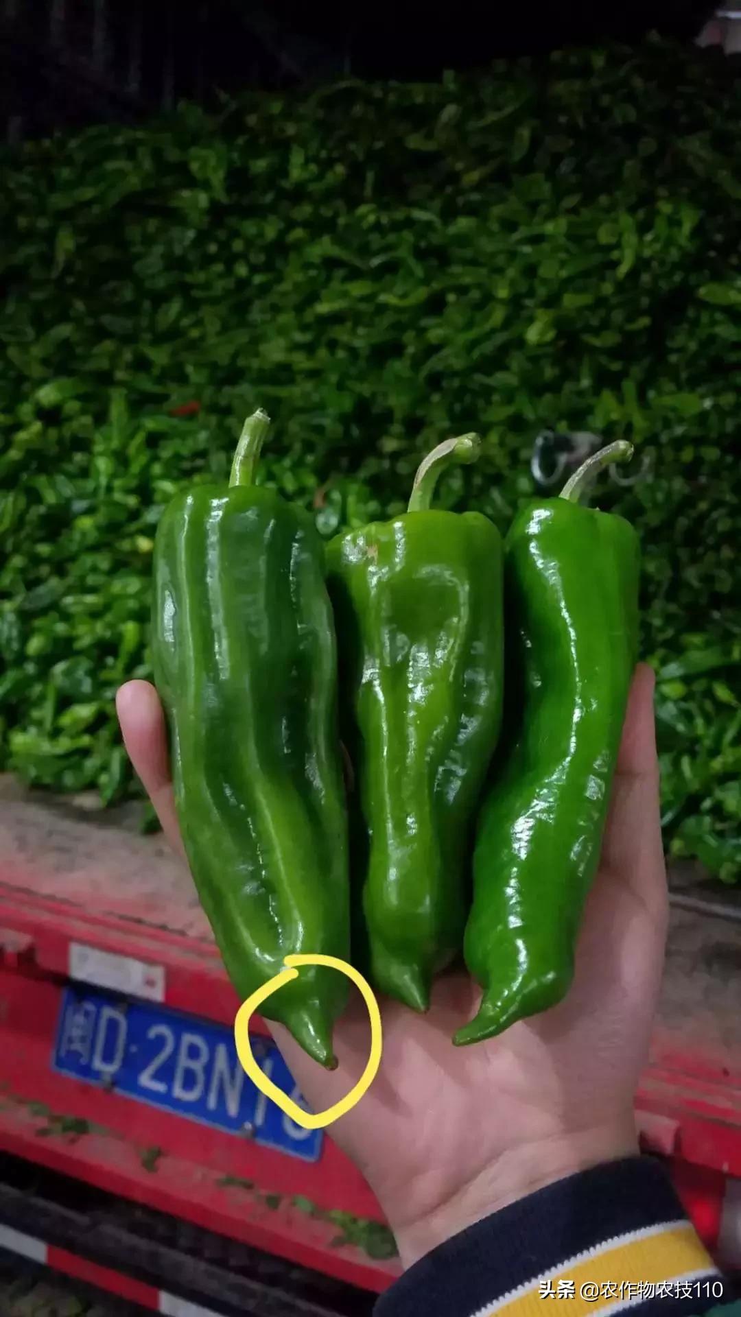 今日青椒价格大揭秘，最新行情动态🌶️火热更新💥
